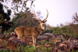 Vizag Kambalakonda eco stays forest trekking project