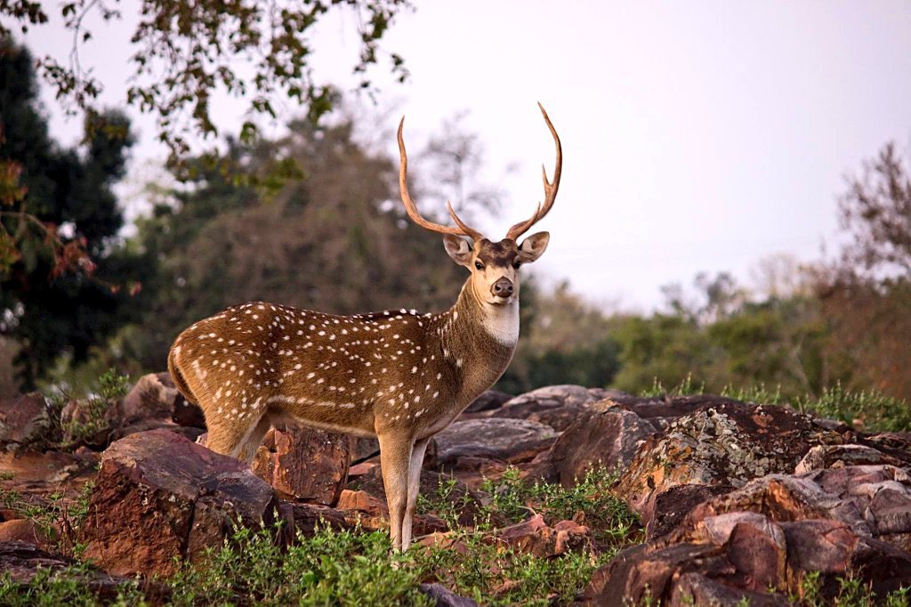 Vizag Kambalakonda eco stays forest trekking project